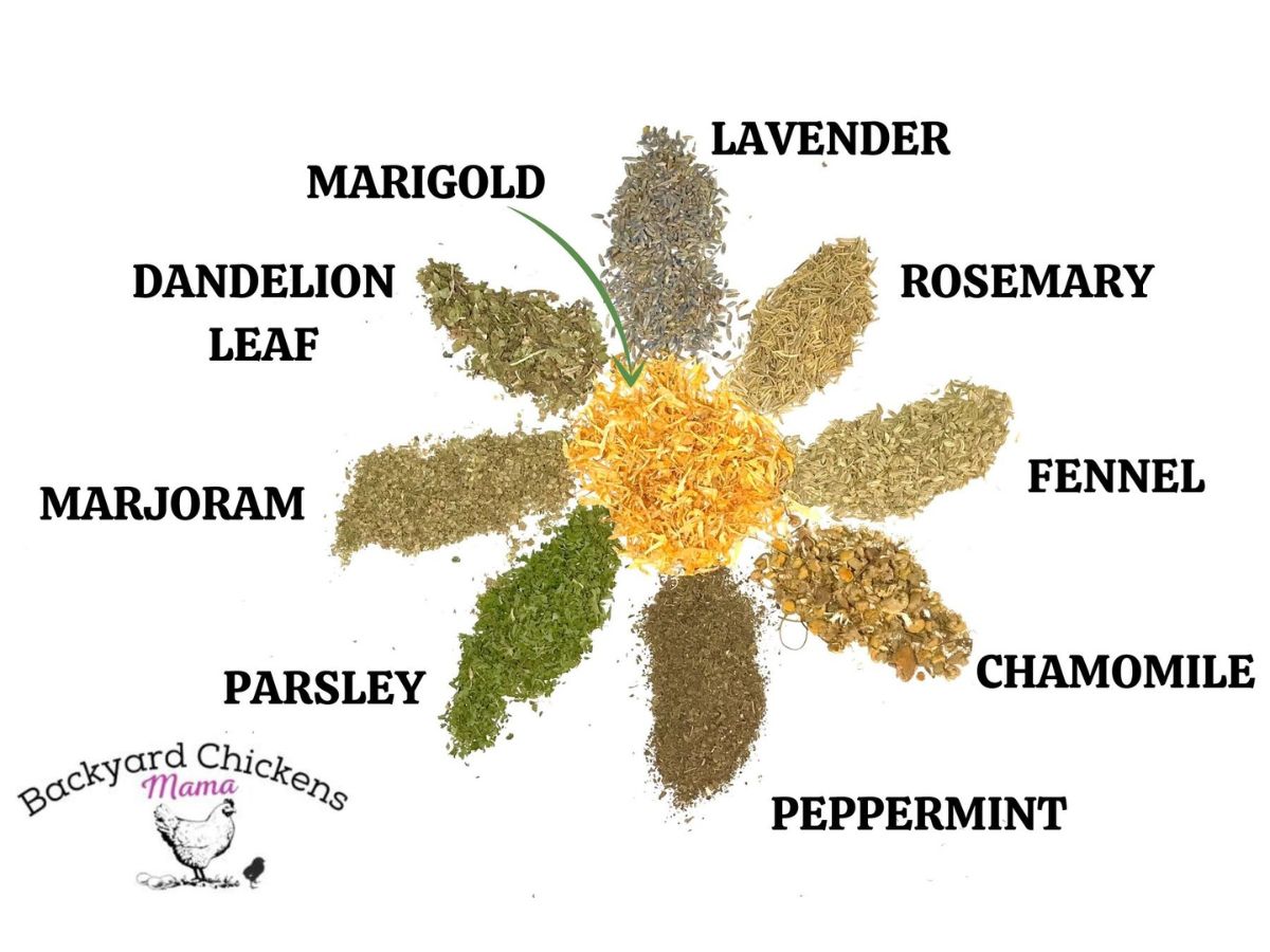 Nesting Box Herbs