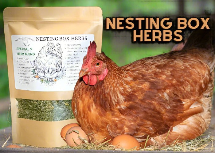 Bag of Nesting Box Herbs for chickens with a hen laying on her eggs next to it.