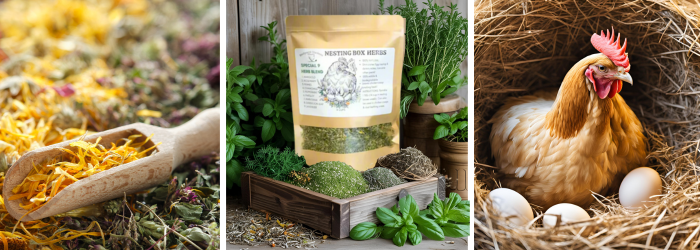 How to Encourage Hens to Use Nesting Boxes With Herbs