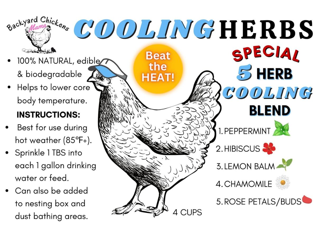 Cooling Herbs for Chickens